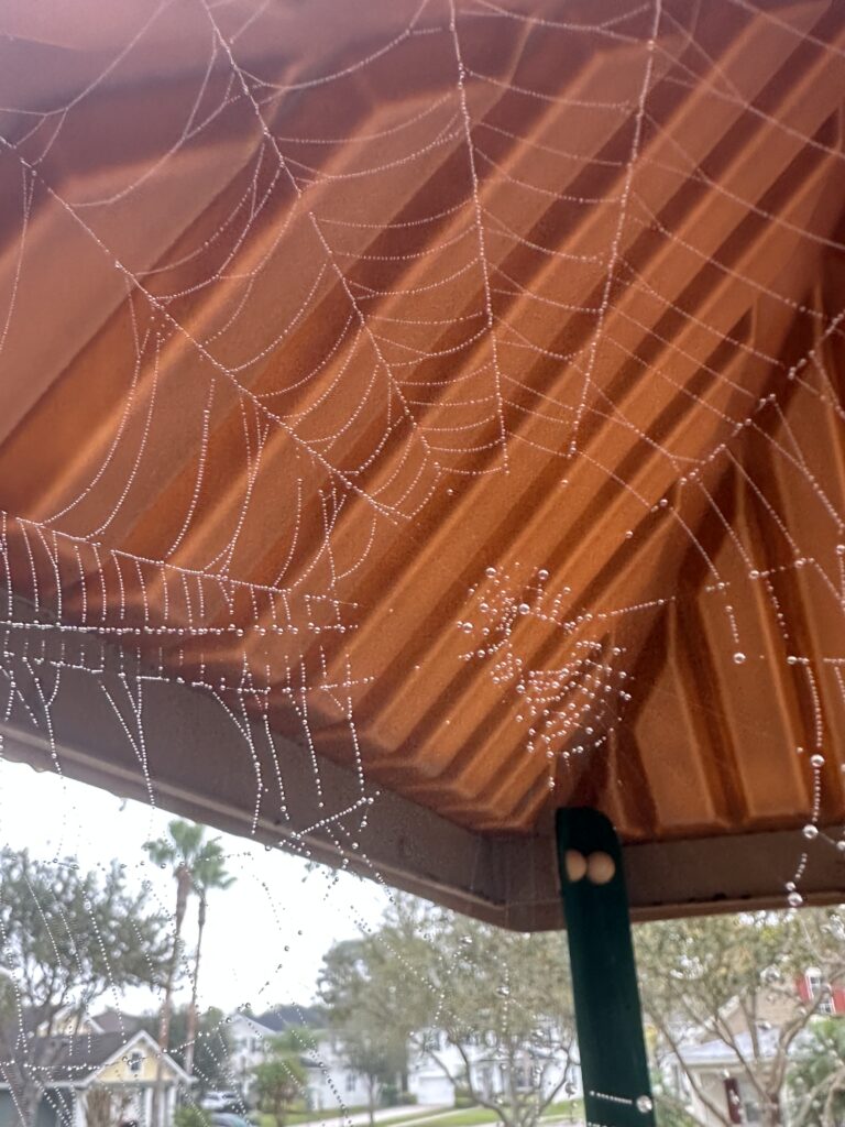 Spider web wet from dew