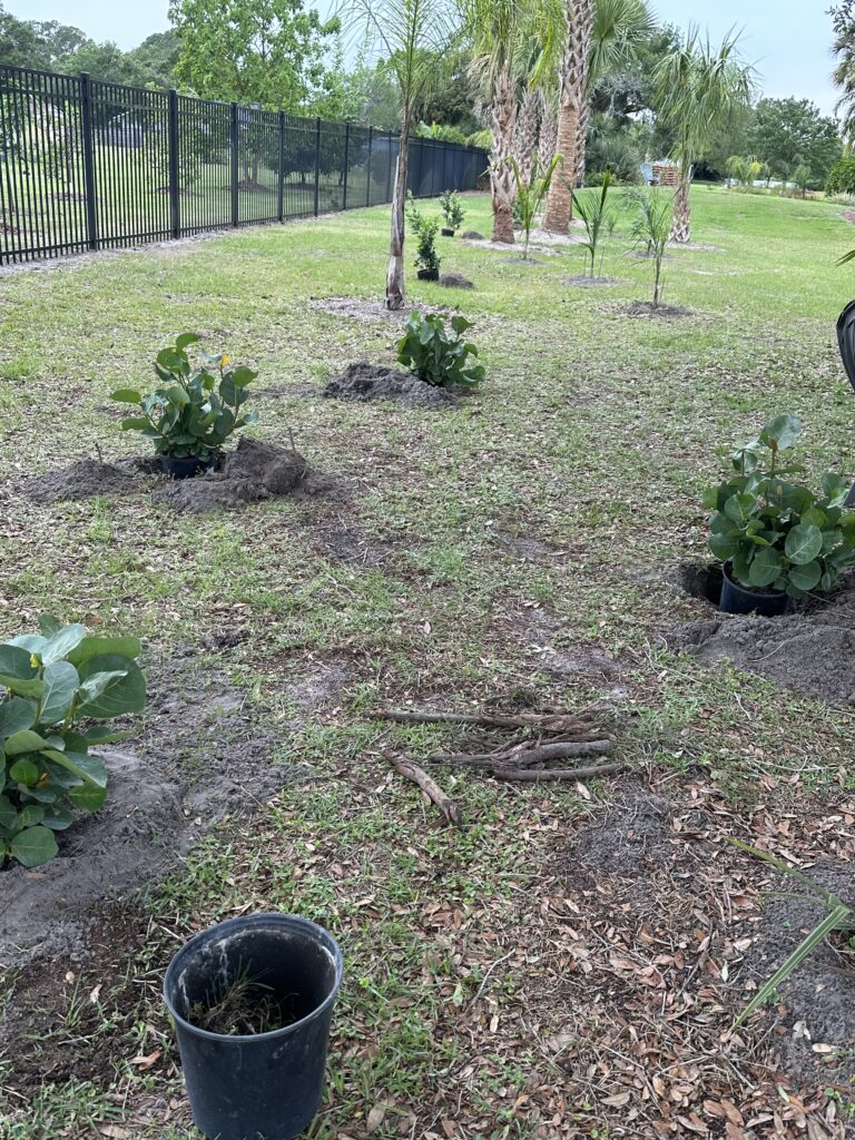 Yard with trees being planted 