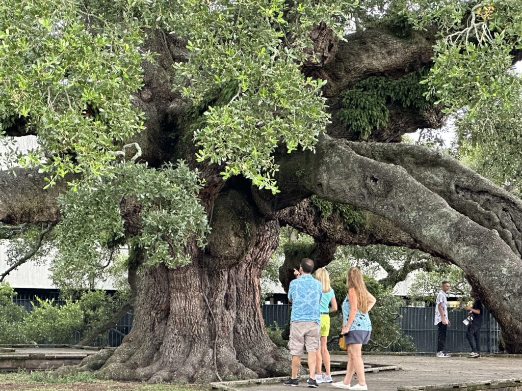 People standing next to massive Florida Live Oak tree