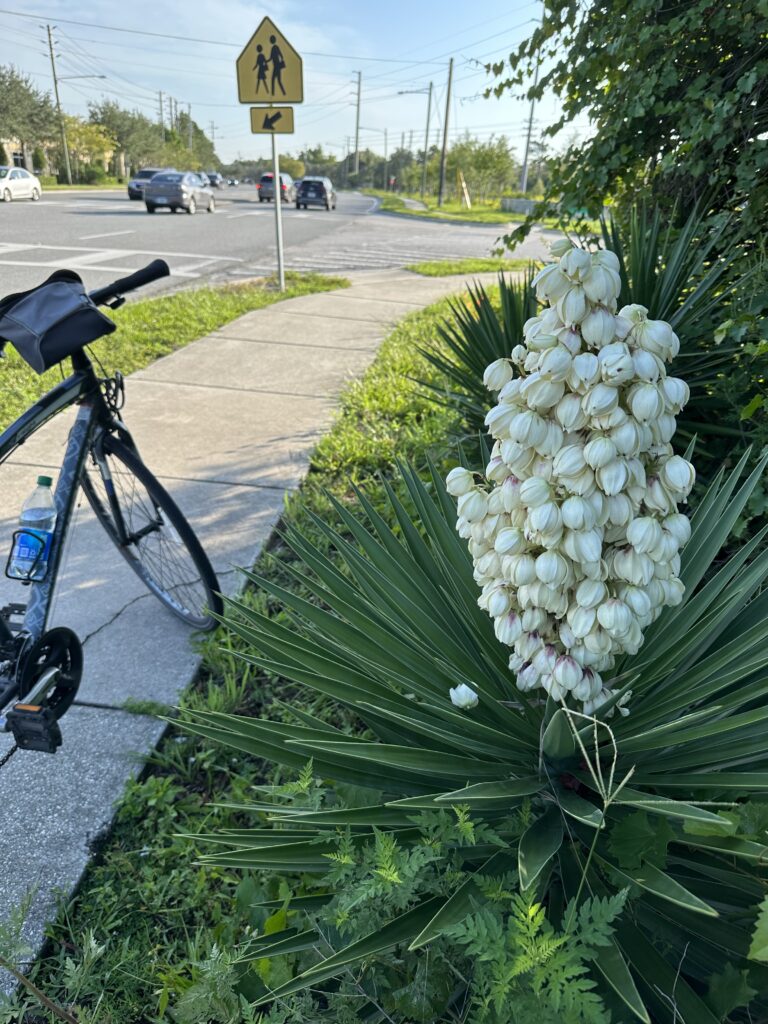 giant flower next to sidewalk