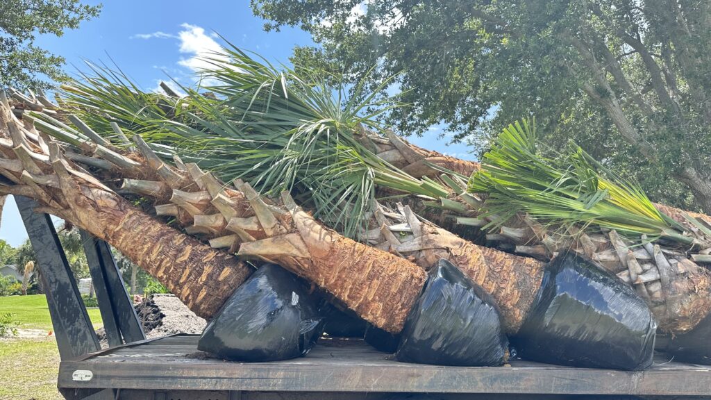 Truckload of palm trees