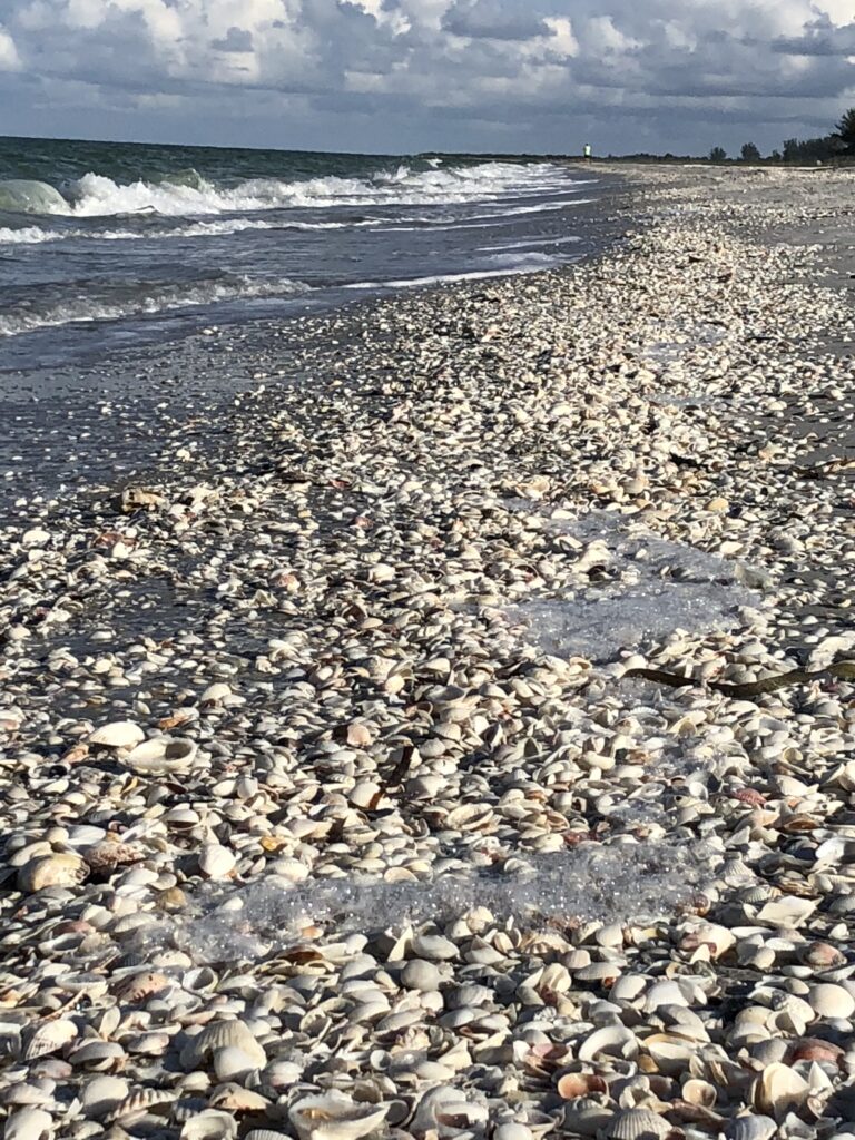 Seashells at the beach