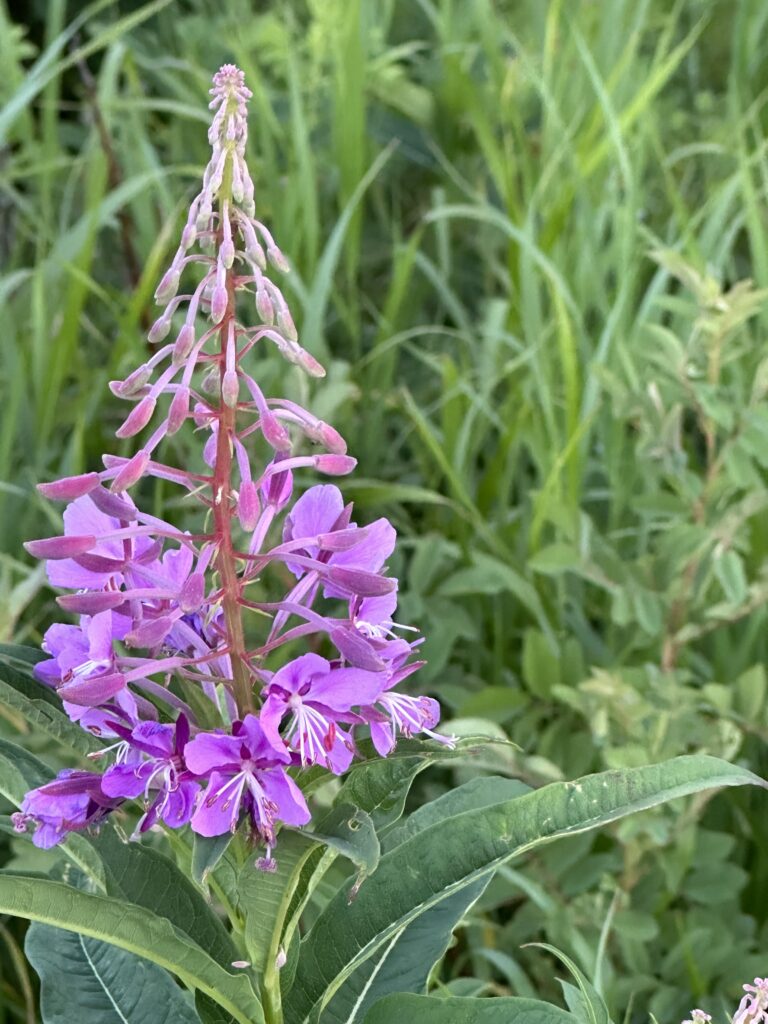 Fireweed