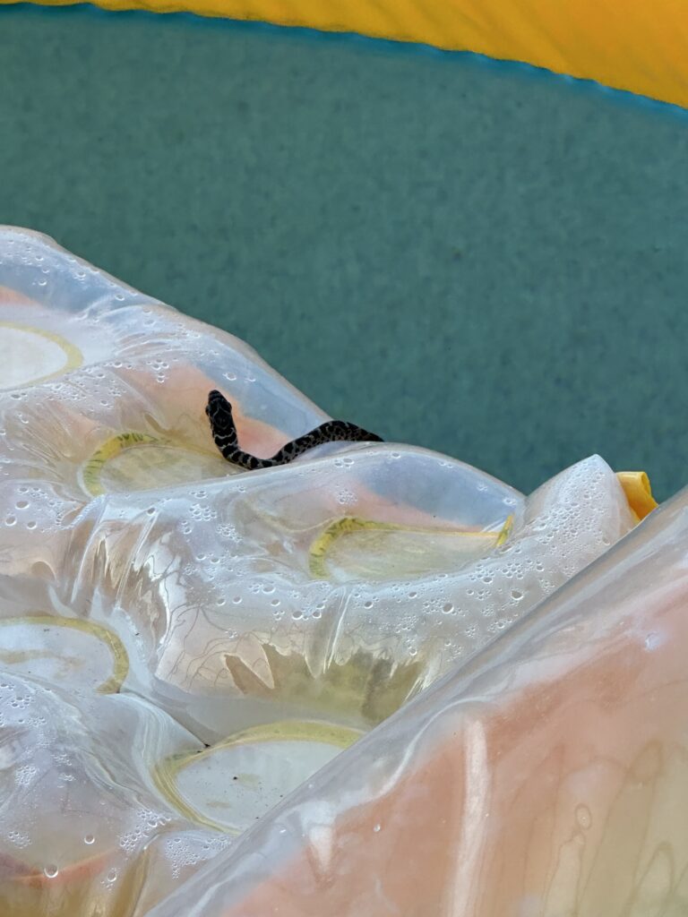 Small snake on a pool float