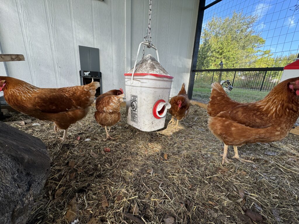 Four chickens in residential pen