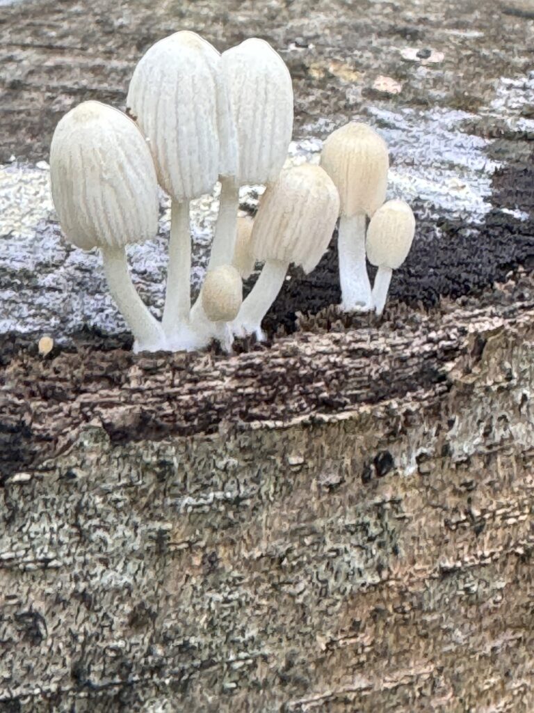 Tiny white mushrooms