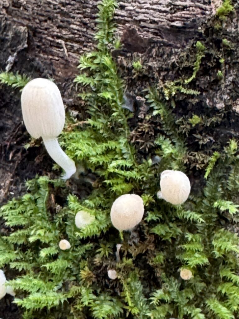 Tiny white mushrooms