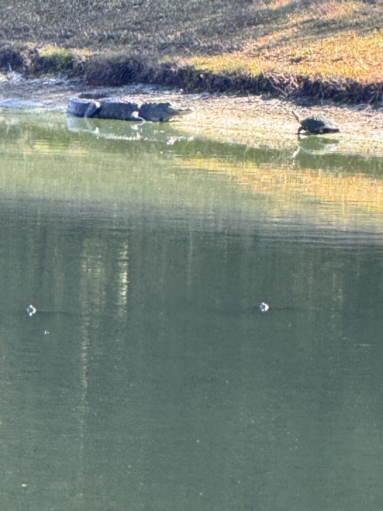 Alligator and turtle on lake shore