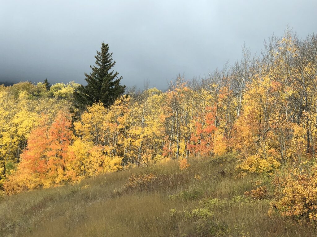 Fall mountain foliage