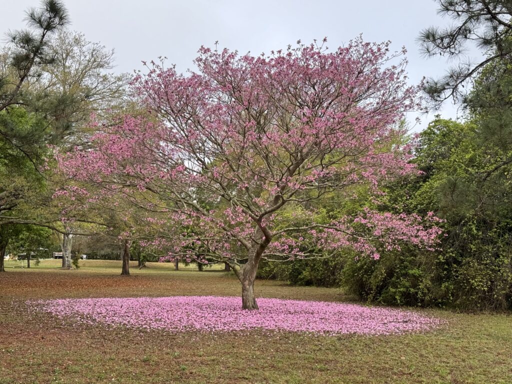 Tree with pink flowers