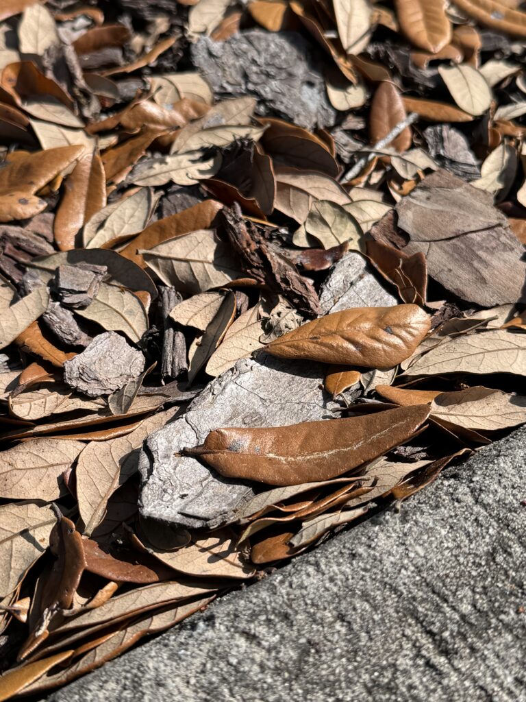 Brown leaves 