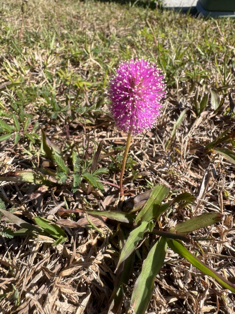 Pink wildflower