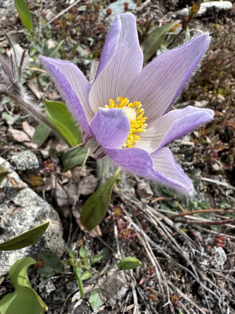 purple wildflower