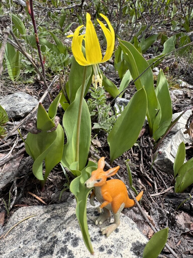 Glacier lilly