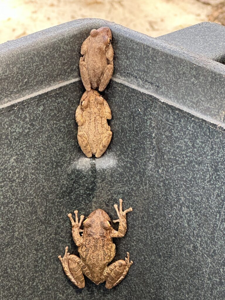 Three Frogs inside a trashcan