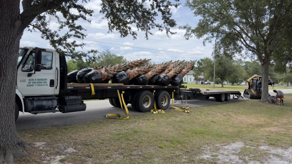 Truckload of palm trees