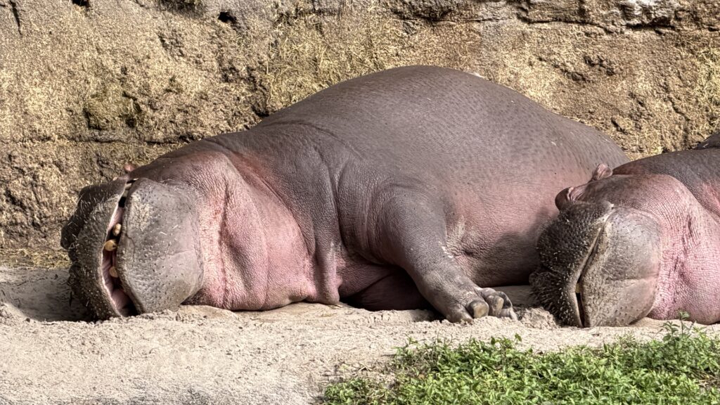 Hippopotamus