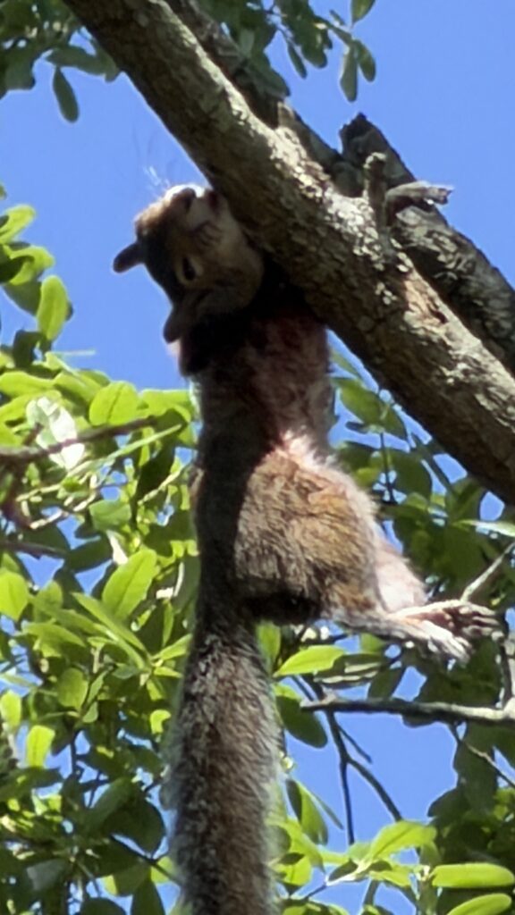 Squirrel hanging from tree limb