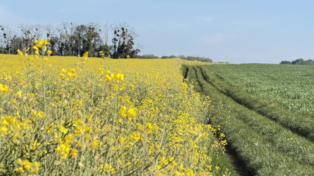Van Gogh village tour through farm fields