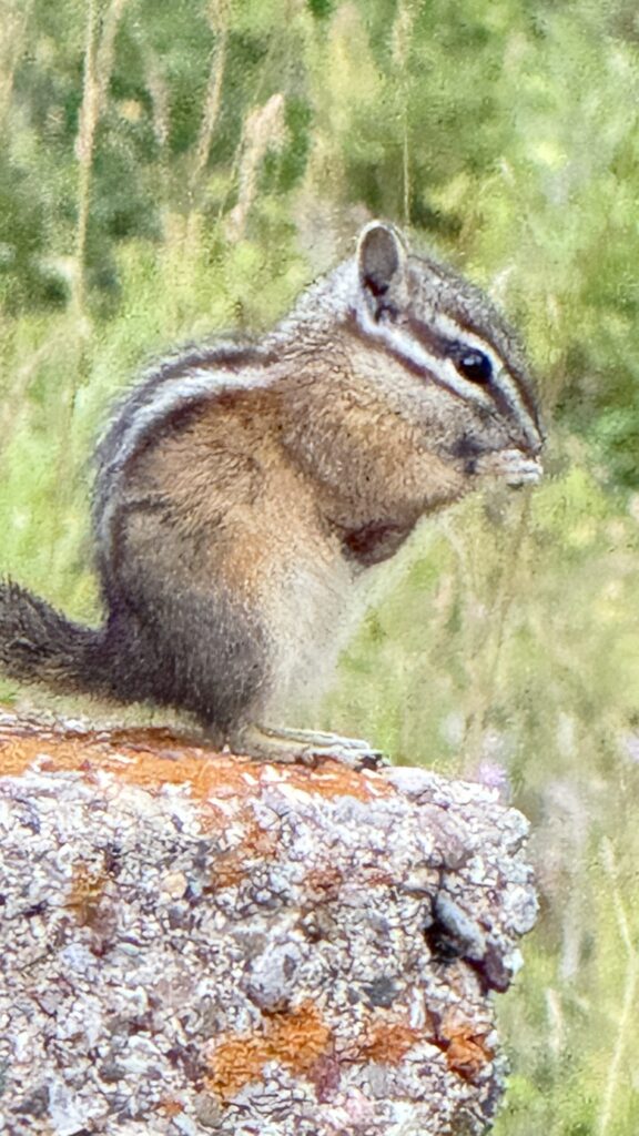 Chipmunk