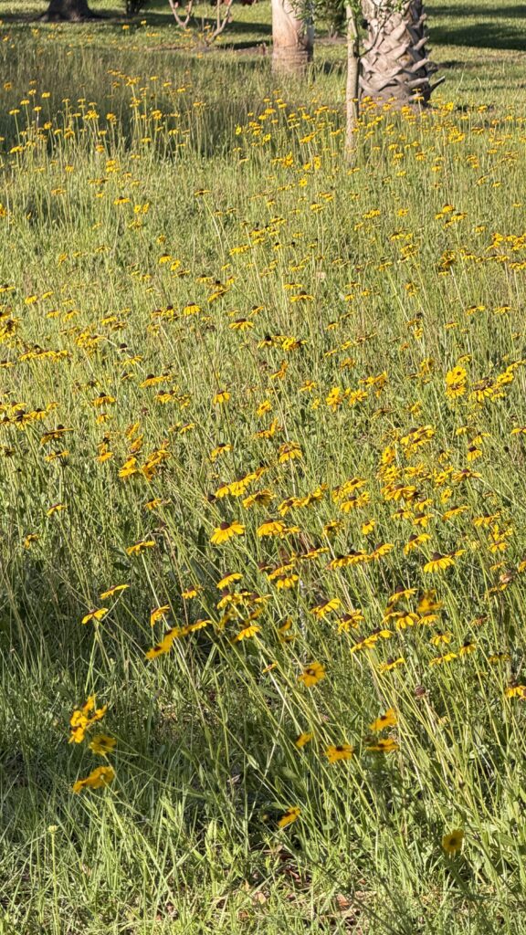 Backyard meadow of yellow flowers