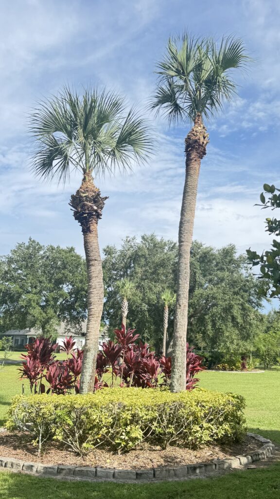 florida palm trees