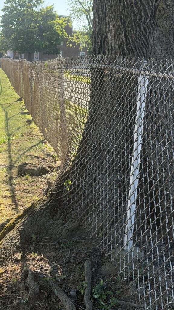 Tree slowly overtaking chain link fence
