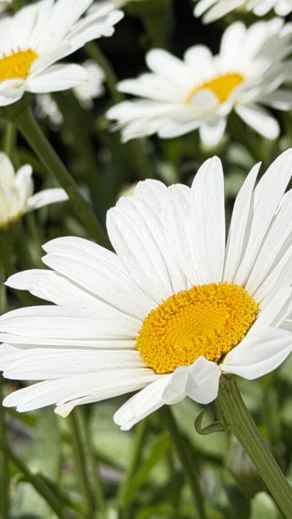 Daisies