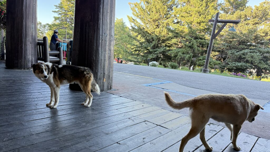 two dogs at Glacier Park Lodge front porch