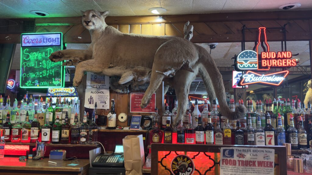 stuffed mountain lion on disp[lay at a  Montana bar