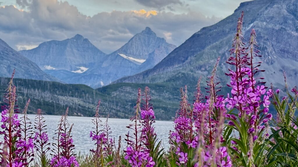 mountains and mountain flowers